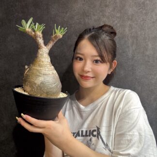 塊根植物　パキポディウム・グラキリス No.2