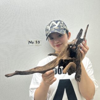 店長セレクト　マングローブ・ウッド　No.33