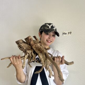 店長セレクト　マングローブ・ウッド　No.37