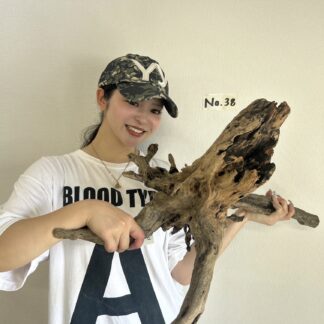 店長セレクト　マングローブ・ウッド　No.38