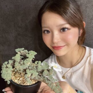 サルコカウロン・ムルチフィズム　No.6