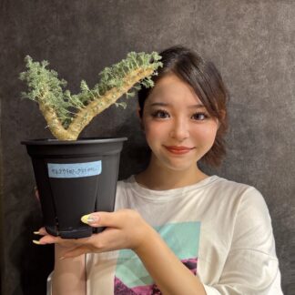 塊根植物　サルコカウロン・クラシカウレ　NO.３