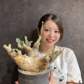 パキポディウム・デンシフローラム　No.5