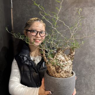 発根パキプス　No.62