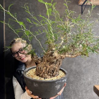 発根済みパキプス　No.61